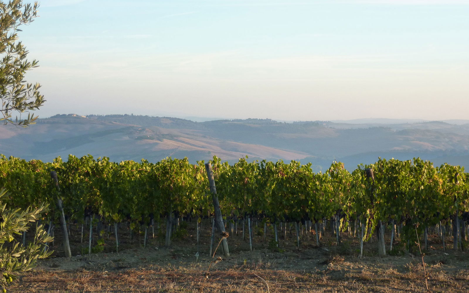 Brunello Wine Itinerary near Montalcino
