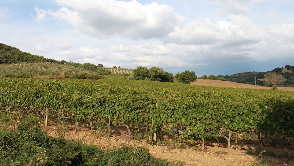 Montalcino: A Wine Tasting Itinerary