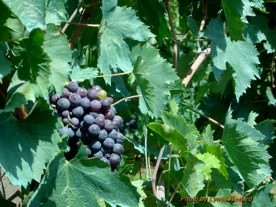 Wine Tasting during Cantine Aperte