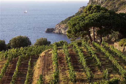 Wine tasting along the Tuscan Coast