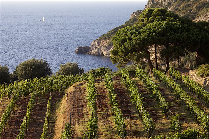 Wine tasting along the Tuscan Coast