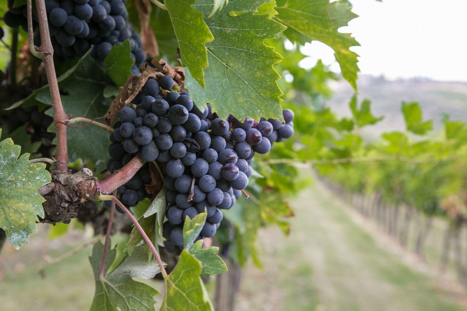 Val d'Orcia: A Wine Tasting Itinerary