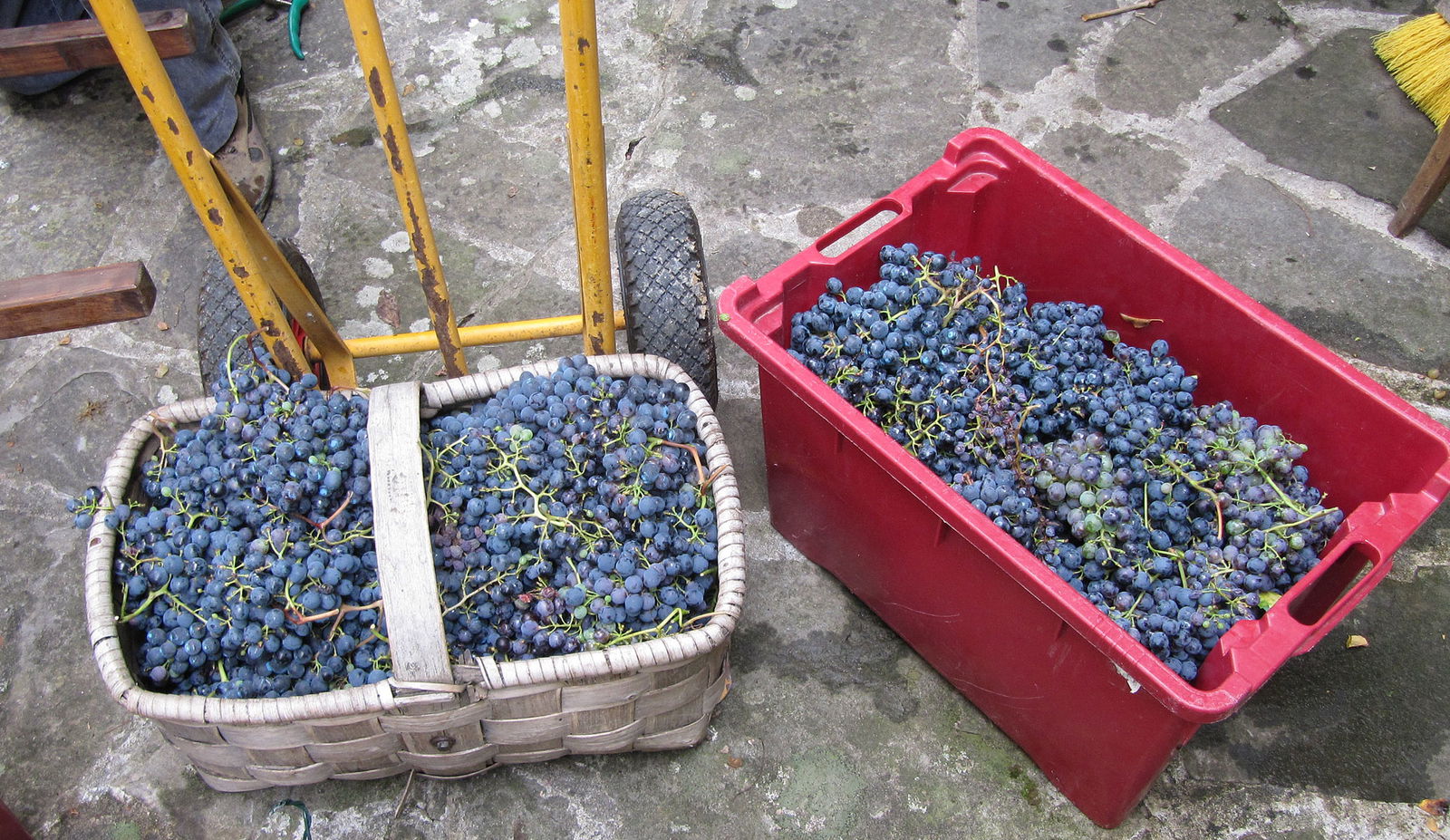 vendemia nella Toscana
