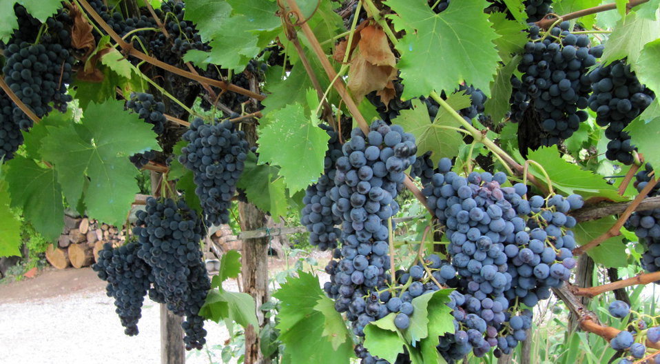 Joining in the Tradition of the Vendemmia