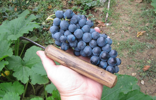 Joining in the Tradition of the Vendemmia
