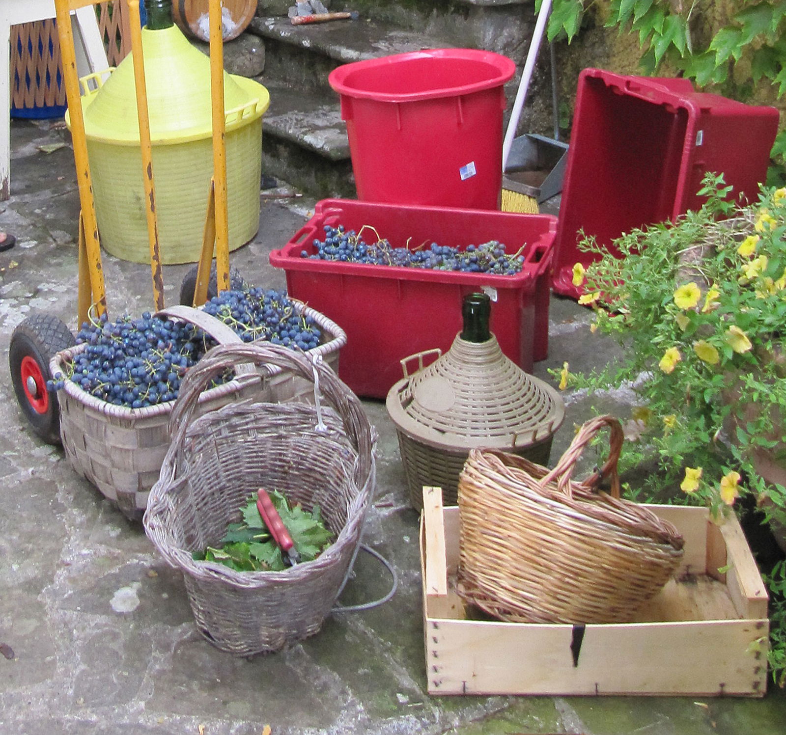 vendemia nella Toscana