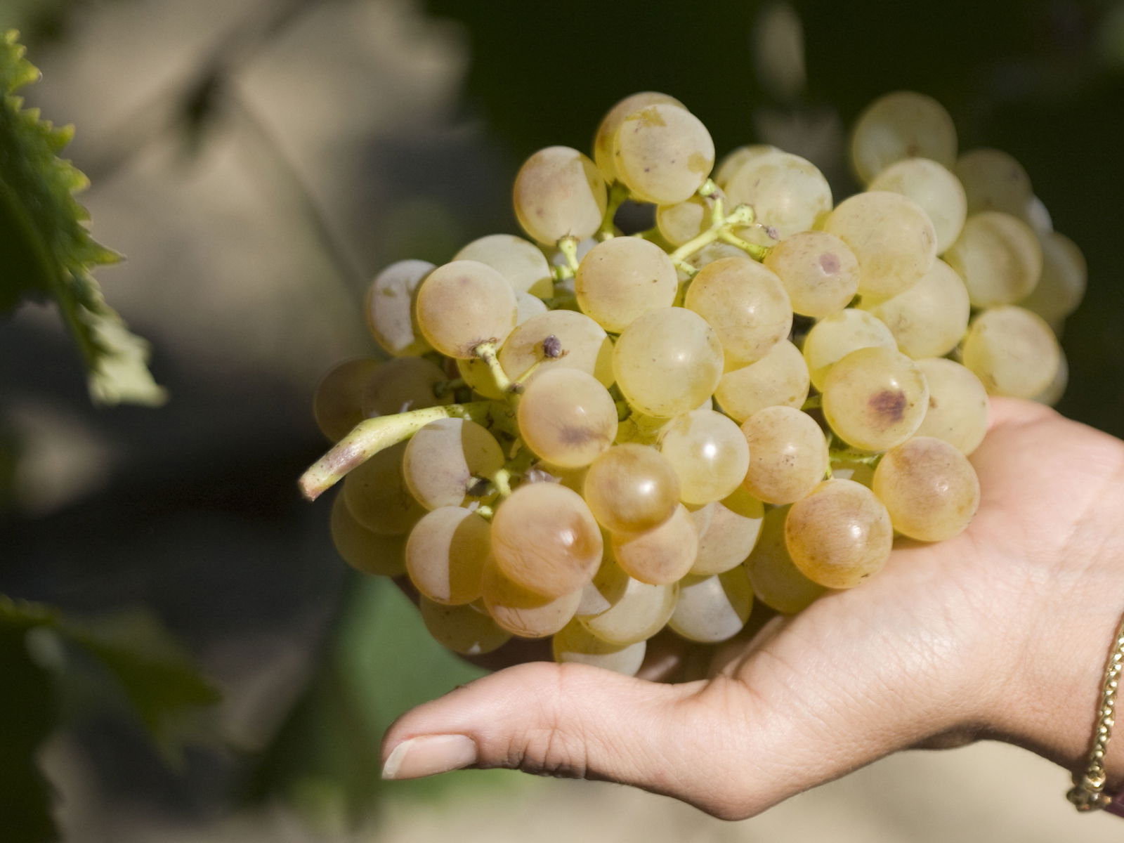 Fattora Fugnano, vernaccia San Gimgnano wine tasting