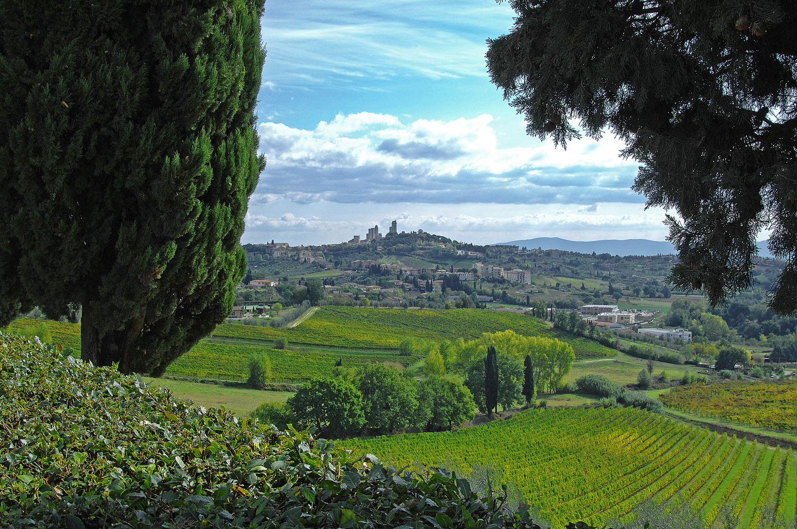 Vernaccia di San Gimignano